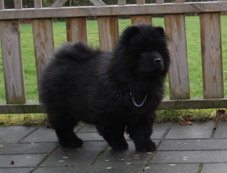 Chow chow Peli`s Tanya of Flensborg billede 11