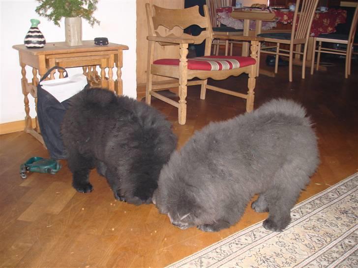 Chow chow Peli`s Tanya of Flensborg - På besøg hos min blå bror Trofim billede 12