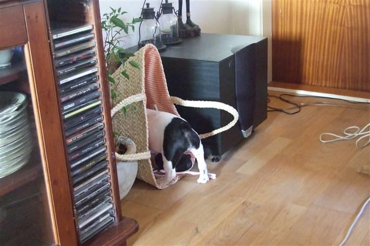 Fransk bulldog Fiona - de får ikke mine ting billede 6