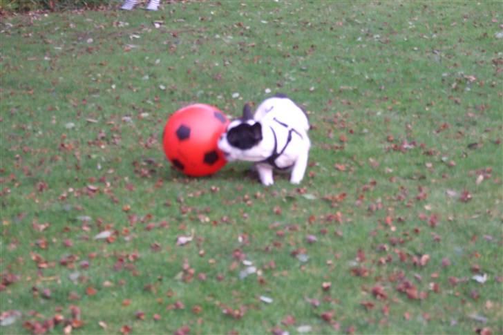 Fransk bulldog Fiona billede 7