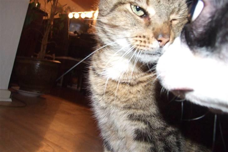 Fransk bulldog Fiona billede 8