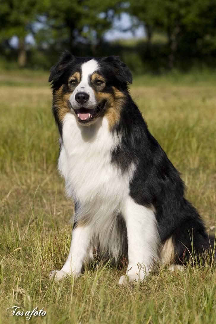 Australian shepherd LP1, RBM,  Painted Magic  Boromir of Gondor RIP   billede 18