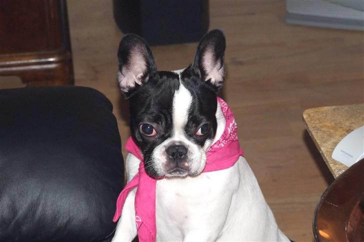 Fransk bulldog Fiona billede 9