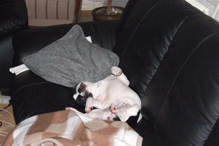Fransk bulldog Fiona - en lille lur har man jo altid tid tll;-) billede 10