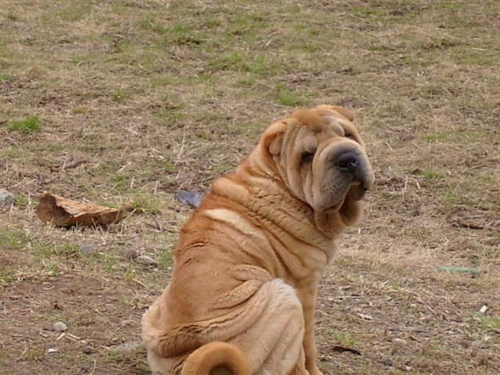 Shar pei Ozzy billede 5