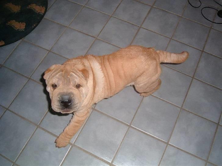 Shar pei Ozzy billede 6