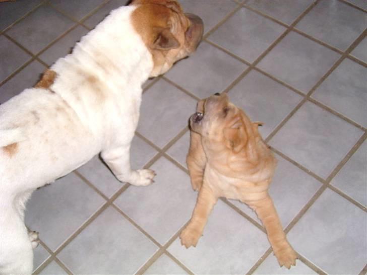 Shar pei Ozzy billede 7