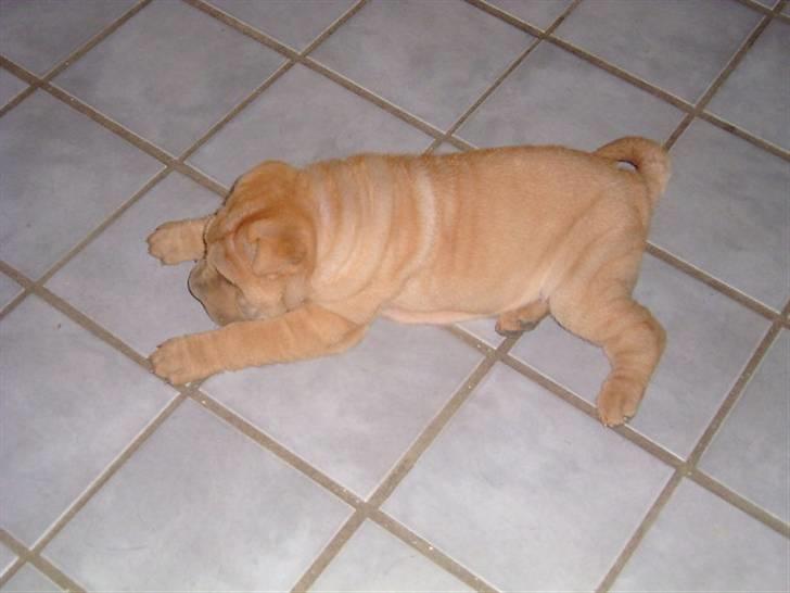 Shar pei Ozzy billede 8