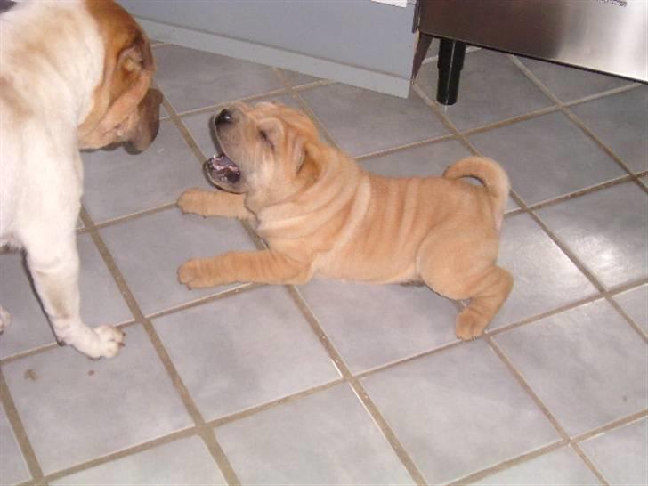 Shar pei Ozzy billede 9
