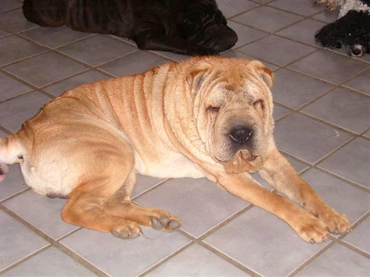 Shar pei Ozzy billede 10