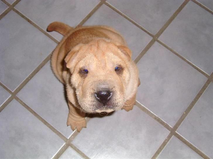 Shar pei Ozzy billede 11