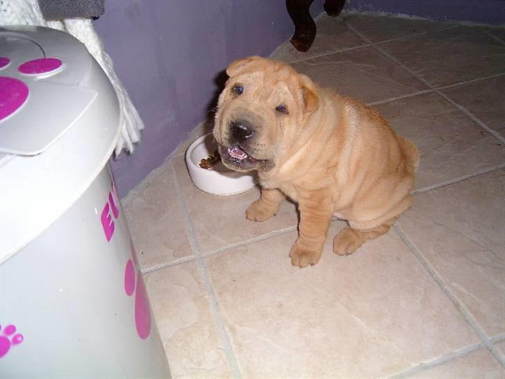 Shar pei Ozzy billede 12