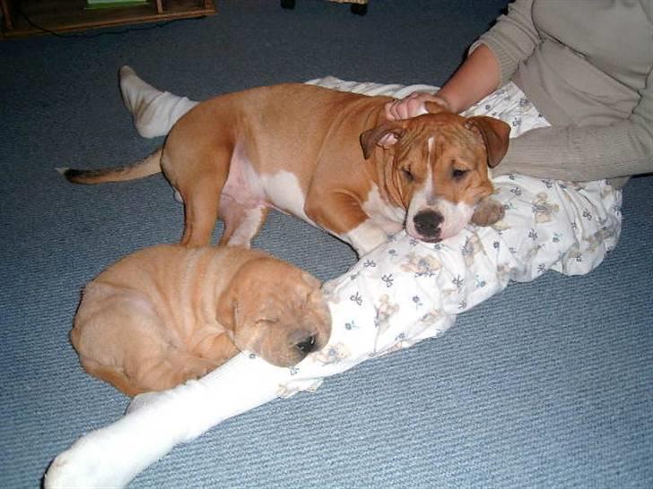 Shar pei Ozzy billede 13