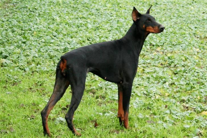 Dobermann Vega (Duna) *omplaceret* - Nyt... Januar 2008 billede 13