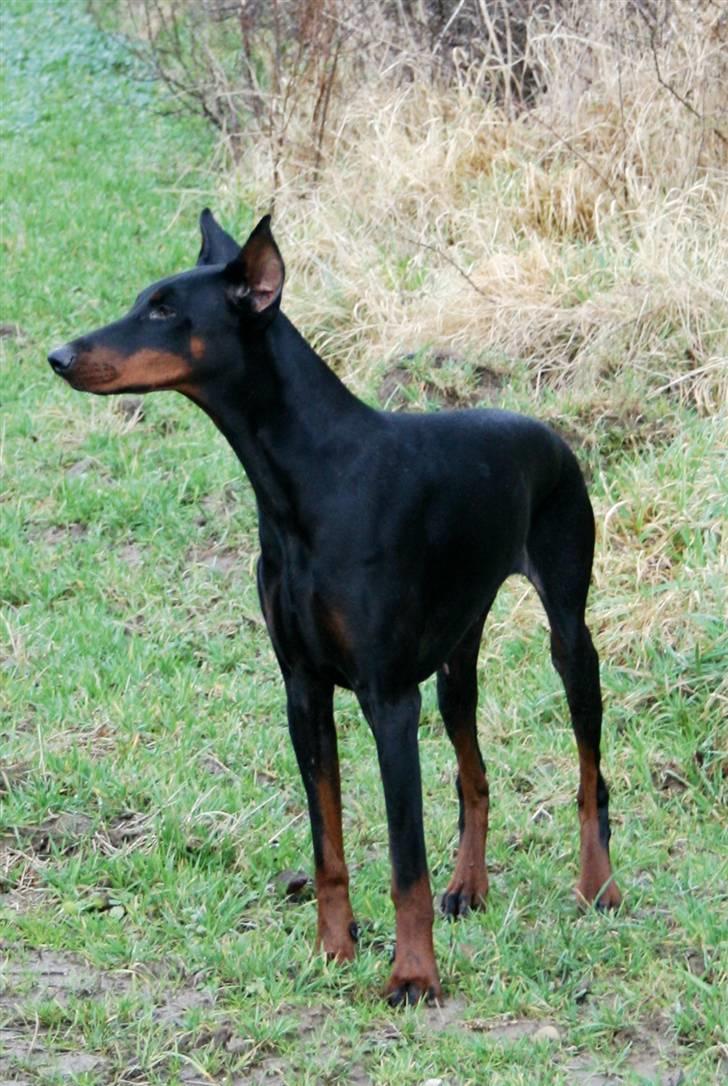 Dobermann Vega (Duna) *omplaceret* - Nyt... Januar 2008 billede 14