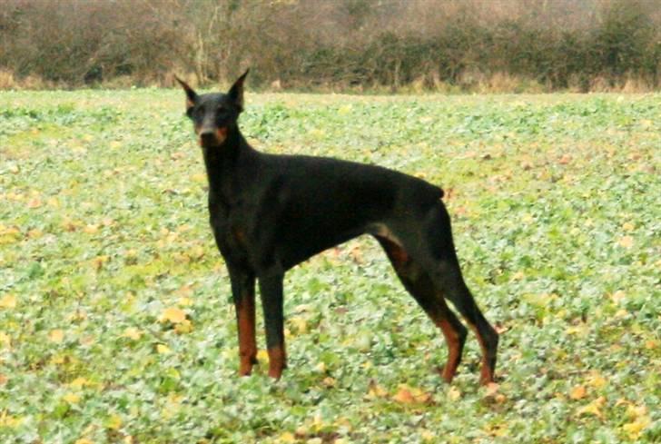 Dobermann Vega (Duna) *omplaceret* - Nyt... Januar 2008 billede 15