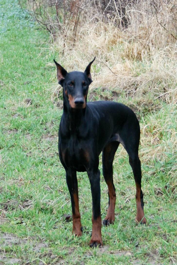 Dobermann Vega (Duna) *omplaceret* - Nyt... Januar 2008 billede 16