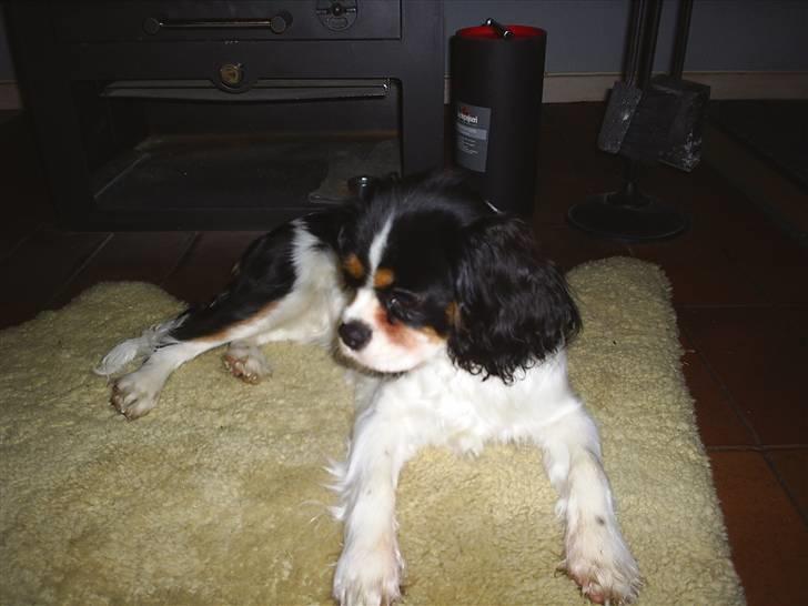 Cavalier king charles spaniel Bell - Bell nyder livet. billede 1