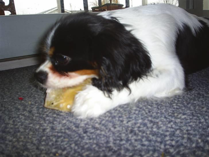 Cavalier king charles spaniel Bell - Lækker godbid billede 2