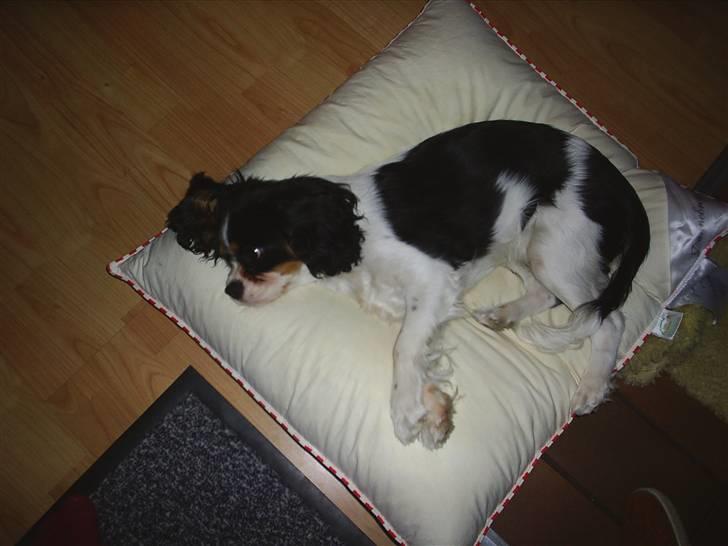 Cavalier king charles spaniel Bell - Træt efter besøg af kusinerne billede 3