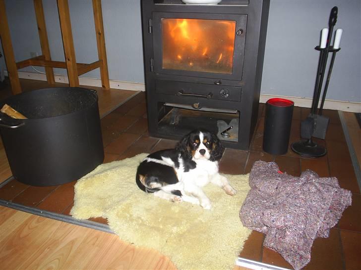 Cavalier king charles spaniel Bell - Dejligt at ligge her ved varmen billede 4