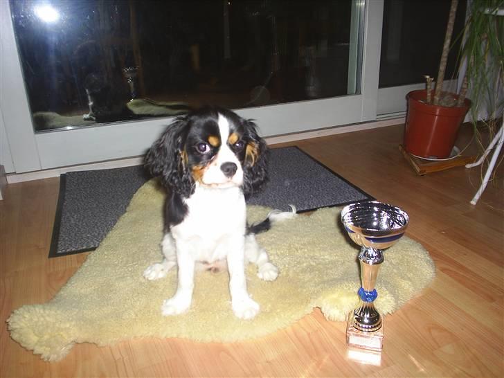 Cavalier king charles spaniel Bell - Den vandt Bell på sin første udstilling billede 5
