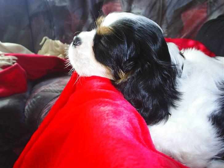 Cavalier king charles spaniel Bell - Bell blev træt billede 6