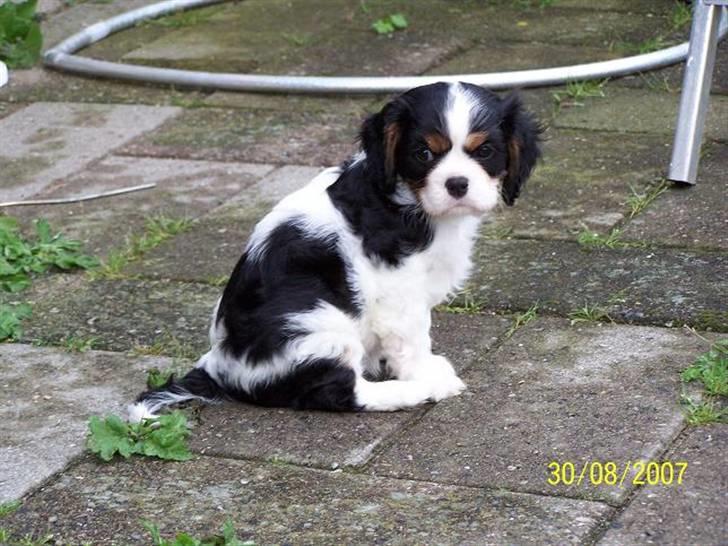 Cavalier king charles spaniel Bell - Bell 7 uger. Venter på sin nye familie billede 7