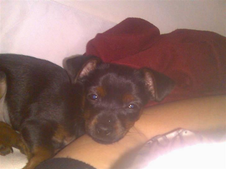 Prazsky krysarik Lille My billede 2