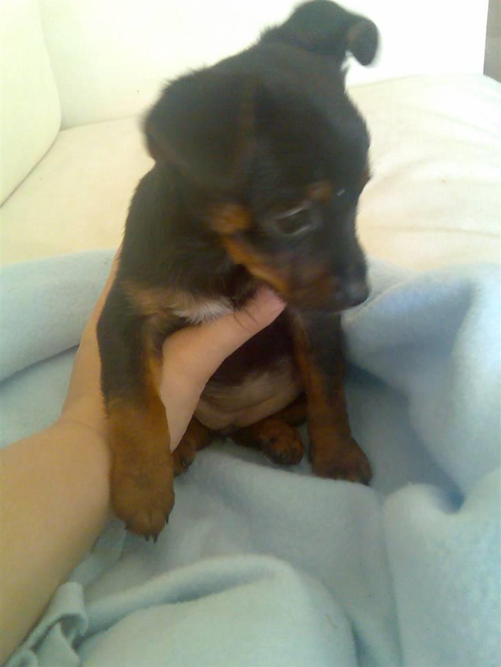 Prazsky krysarik Lille My billede 3