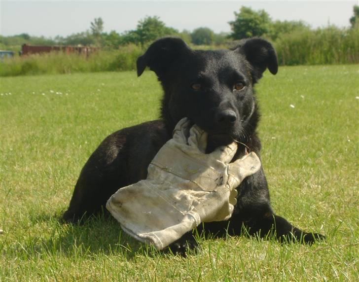 Blanding af racer Luna - Velkommen til Lunas profil. Bedøm & skriv en kommentar :D billede 1