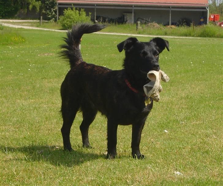 Blanding af racer Luna billede 2