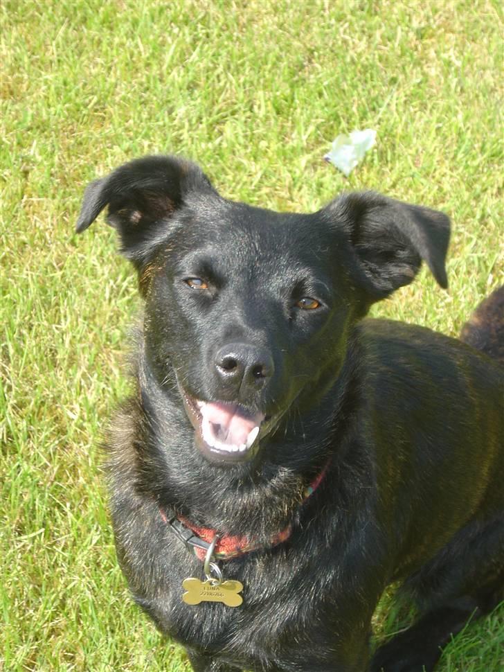 Blanding af racer Luna billede 3