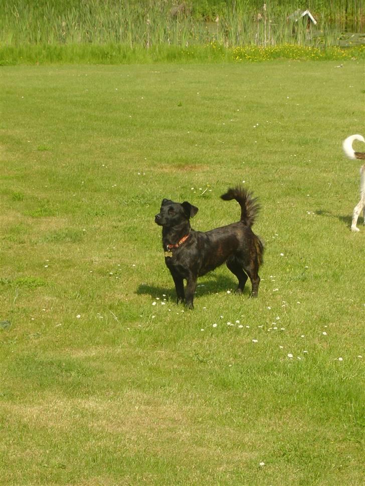 Blanding af racer Luna billede 4