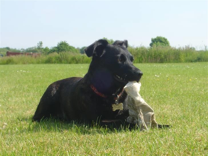 Blanding af racer Luna billede 5