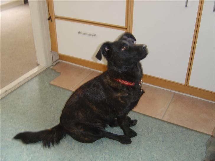 Blanding af racer Luna billede 6