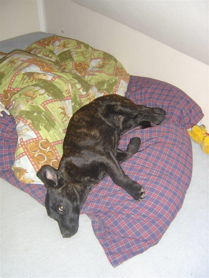 Blanding af racer Luna billede 7