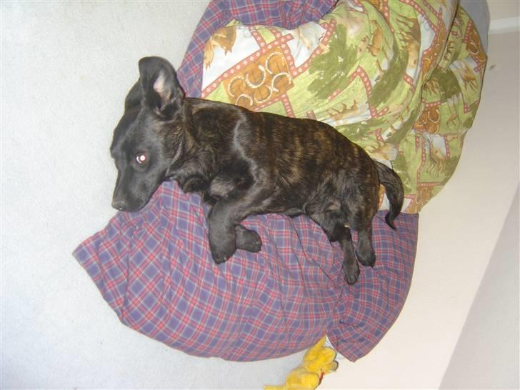 Blanding af racer Luna billede 8