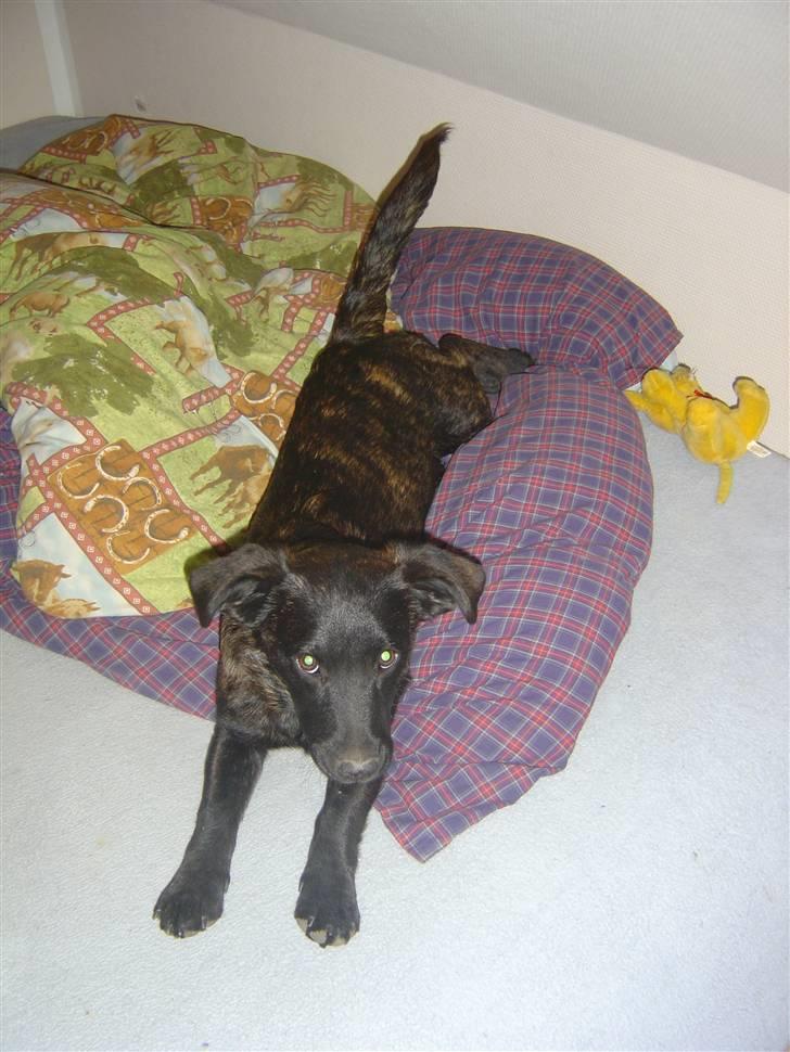 Blanding af racer Luna billede 9