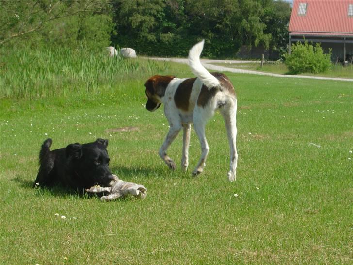 Blanding af racer Luna billede 10