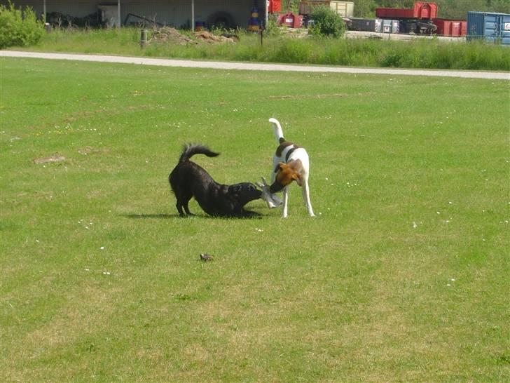 Blanding af racer Luna billede 11