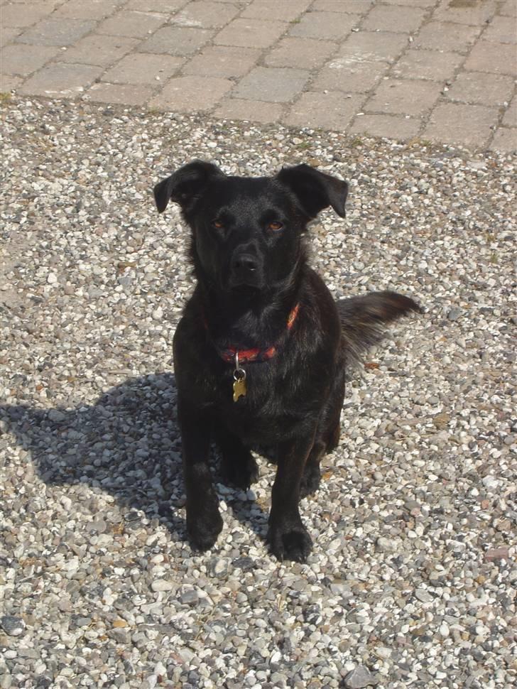 Blanding af racer Luna billede 12