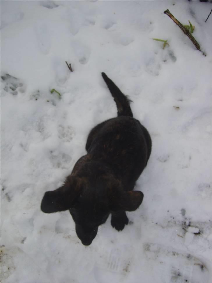 Blanding af racer Luna billede 13