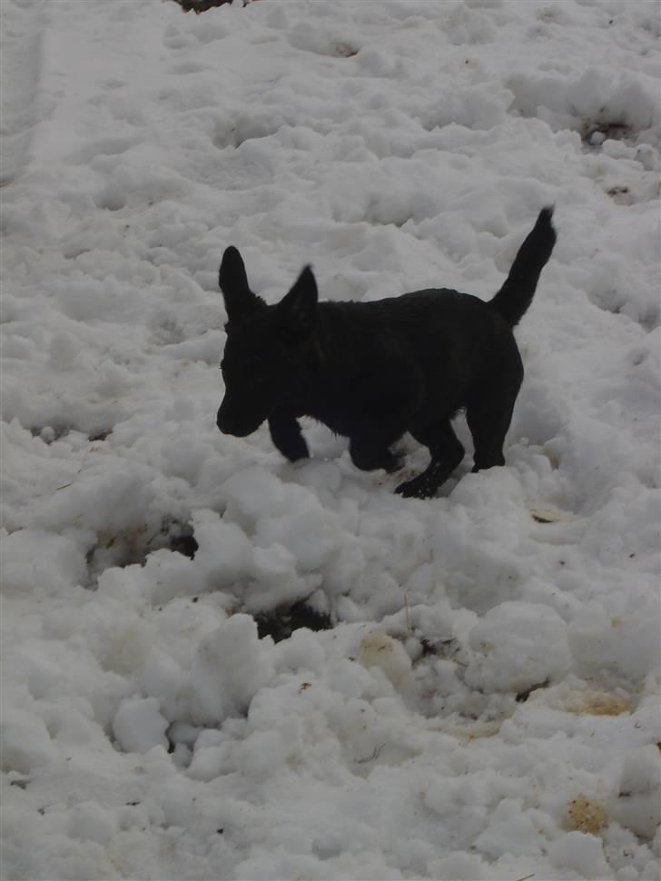 Blanding af racer Luna billede 14