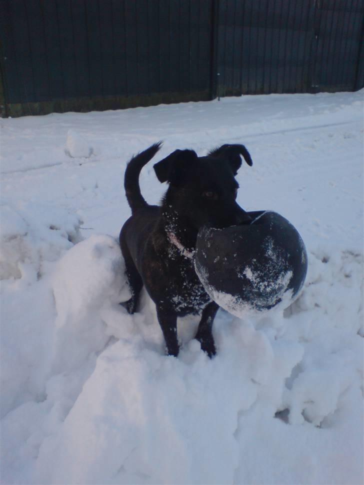 Blanding af racer Luna billede 15