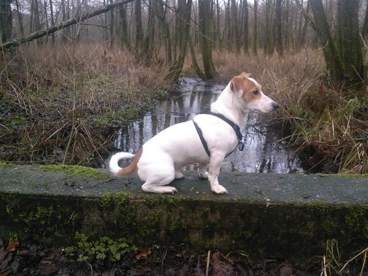 Jack russell terrier Cult - Se hvor flot jeg sidder (: billede 7