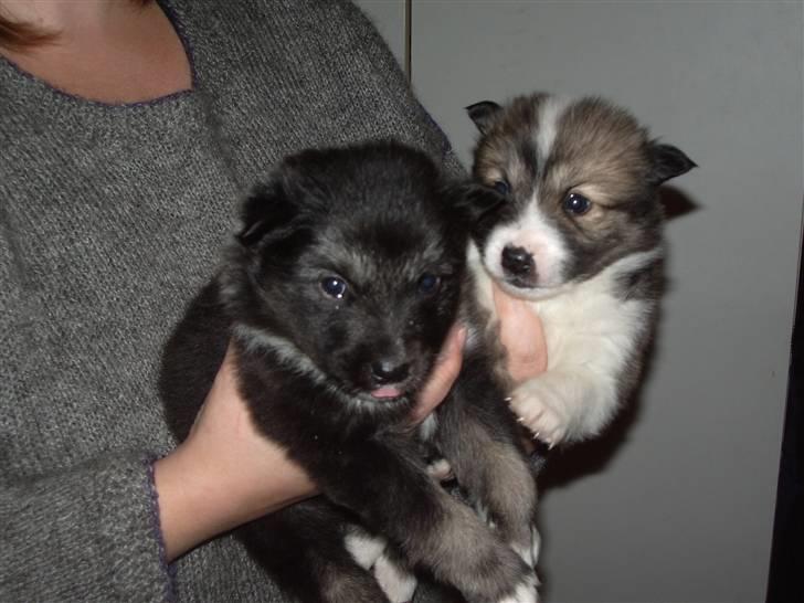 Islandsk fårehund Blidur - 4 uger - Blidur og brormand... billede 6