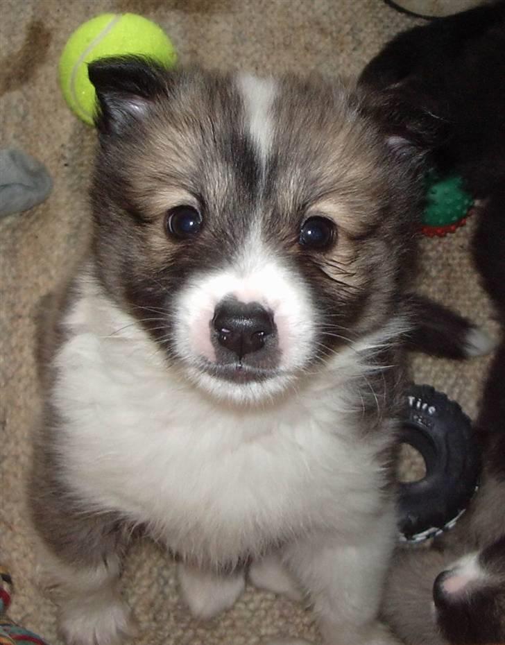 Islandsk fårehund Blidur - 6 uger - går du allerede?! billede 7