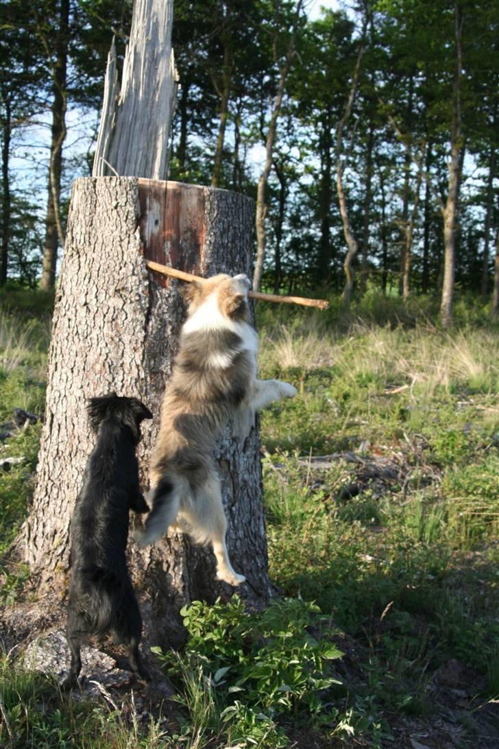 Islandsk fårehund Blidur - Blidur springer! billede 8