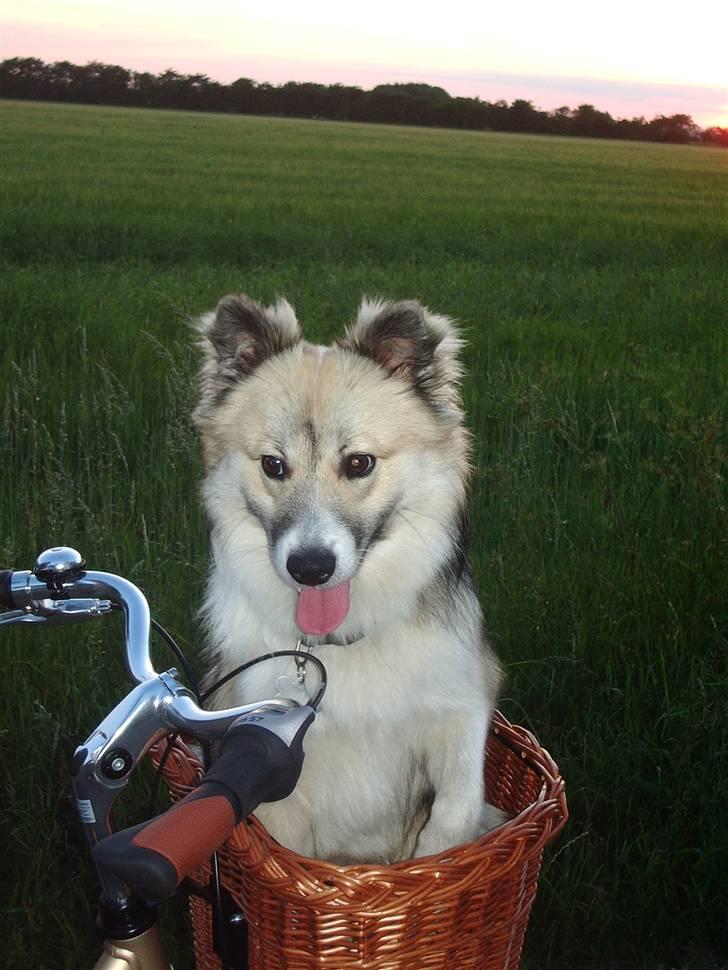 Islandsk fårehund Blidur - 33 uger - jeg kan osse cykle!!!  billede 9